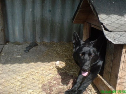 N�meck� ov��k-pes 2.roky star�