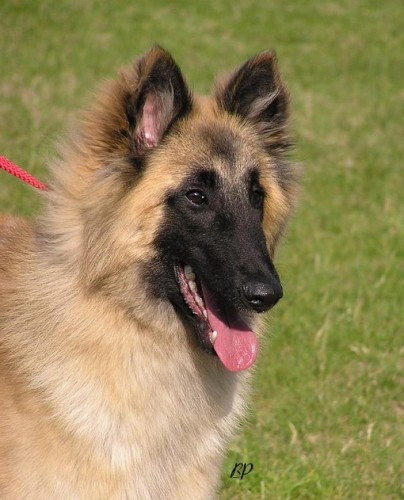 Belgick� ov��k - tervueren