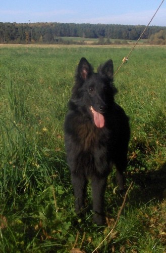 Belgick� ov��k groenendael - pejsek 6 m�s�c� s PP