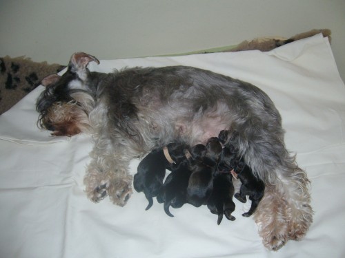 Kn�ra� mal� pep� a s�l �����tka s PP