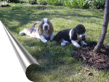 Basset hound �t��ata