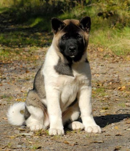 Americk� akita