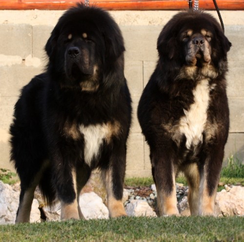 Pred�m �teniatka Tibetskej dogy