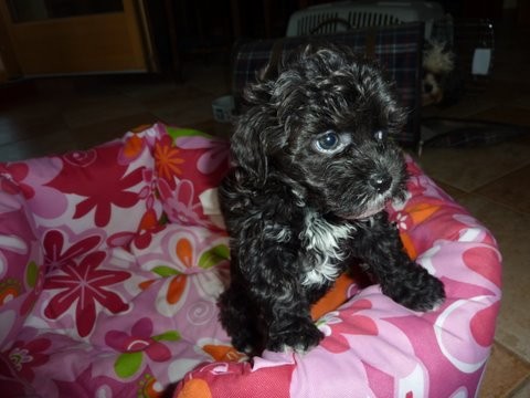 Barevn� bolo�sk� ps�k - �t���tka