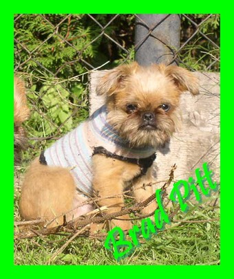 Bruselsk� a belgick� grifonek