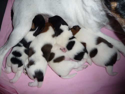 Foxterier hladkosrst� - �t��ata