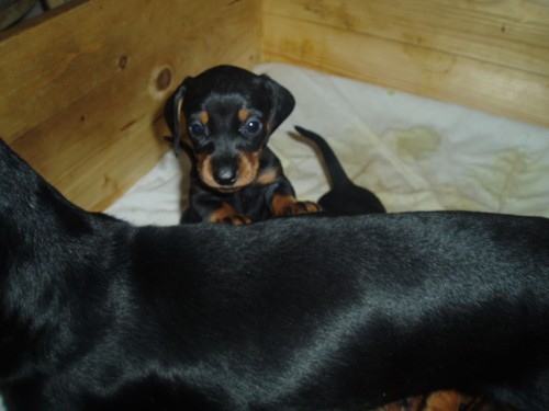 Jezev��k hladkosrst� �ern� s p�len�m