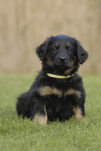 Hovawart � hrav� �t�n� s PP