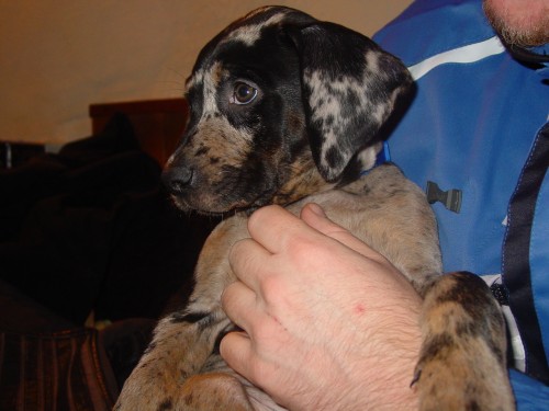 Louisiansk� leopard� pes