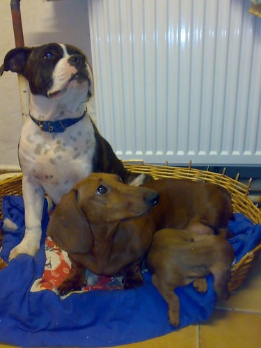 Americk� staford��rsk� teri�r