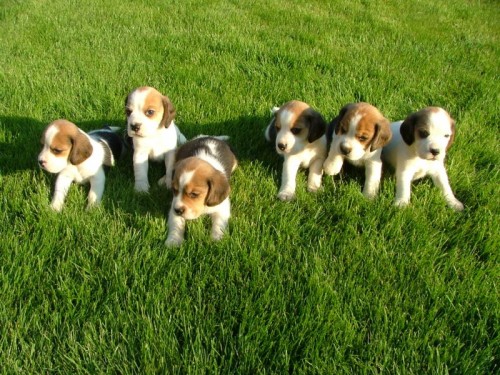 Prod�m �t��ata Beagle