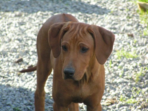 �t���tka rhod�sk�ho ridgebacka s PP