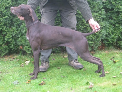 Prod�m chovnou fenu KO