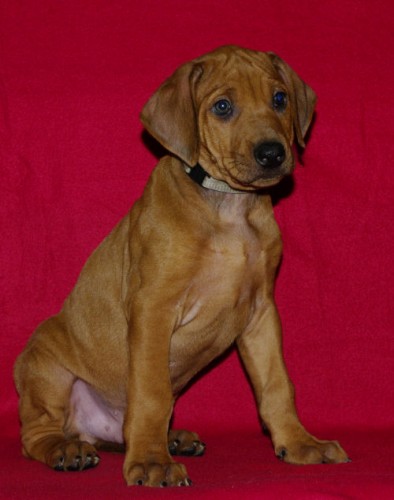 Rhodesian Ridgeback s PP  ihned k odb�ru