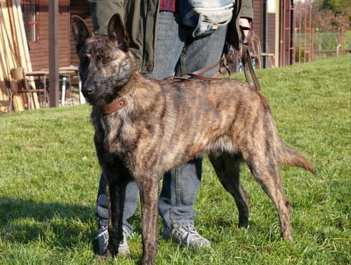 Holandsk� ov��k