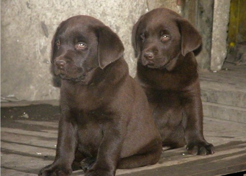 Labradorsk� retriever s PP