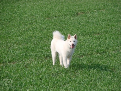 �t��ata Akita Inu 