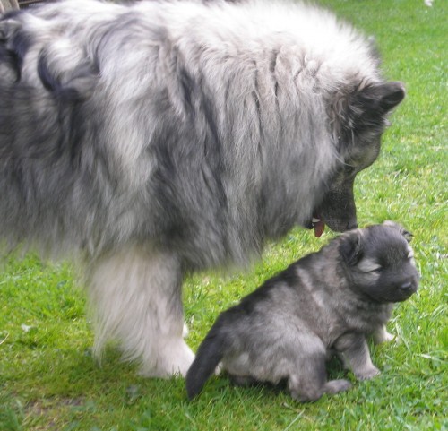 N�meck� �pic vl��