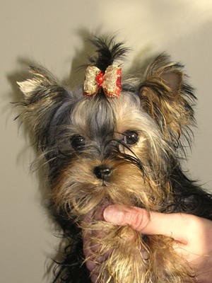 �t���tka jork��ra