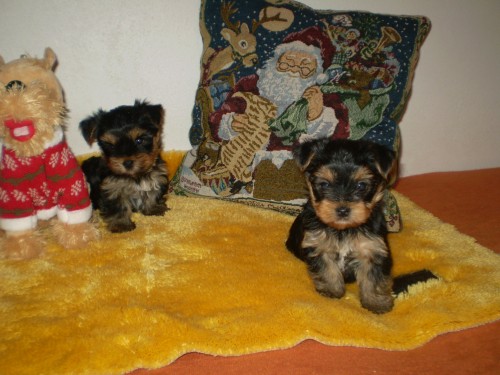 jork��rsk� terier