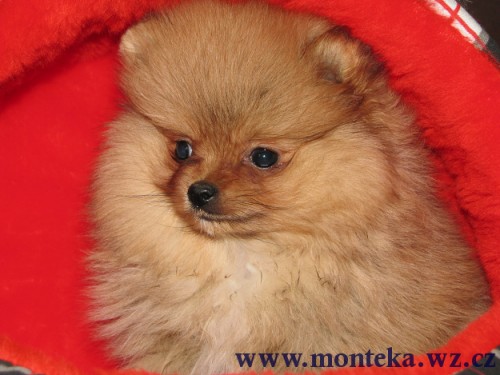 n�meck� �pic mal� , trpasli��