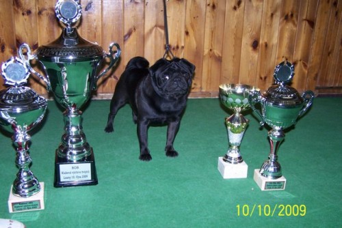 Mops �ern�-kryt�