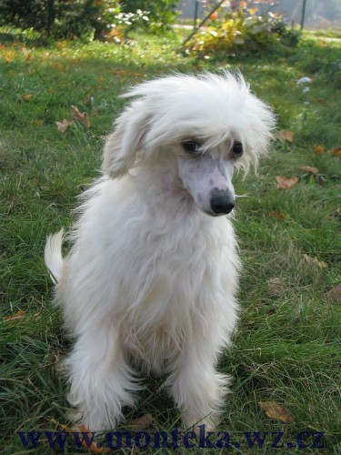 ��nsk� chocholat� pes labut�nka