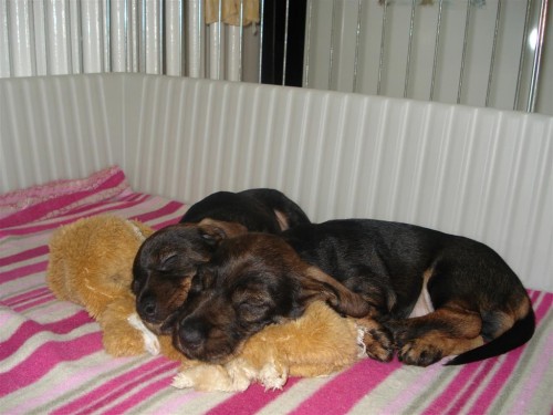 Jezev��k trpasli�� drsnosrst�