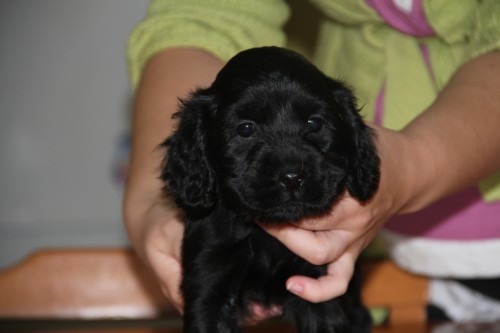 Anglick� kokr�pan�l