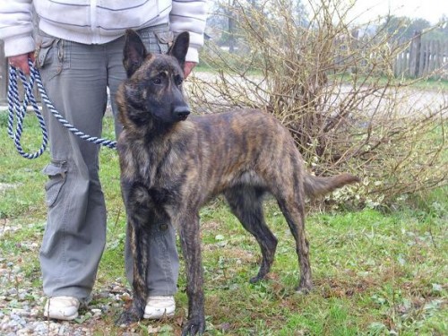 Holandsk� ov��k