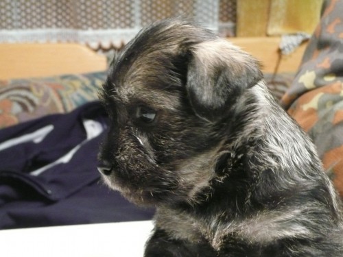 prod�m �t���tka kn�ra�e mal�ho pep� a s�l bez PP