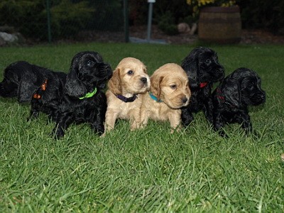  �t���tka kok��k�