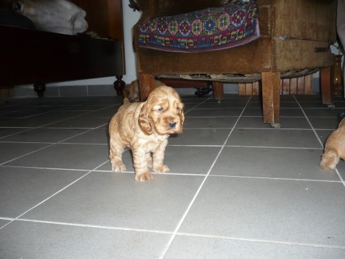 Anglick� kokr�pan�l bez PP