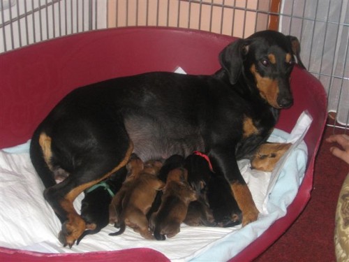 N�meck� pin� s PP