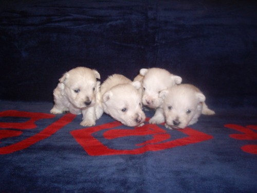 �t���tka west�ka s PP