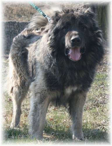 Kavkazsk� pasteveck� pes s PP FCI