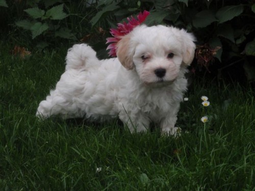 Havansk� ps�k s PP