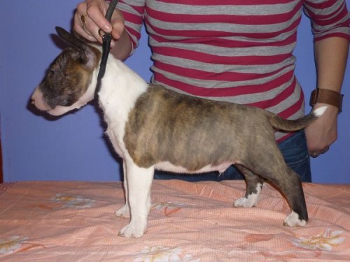 Miniaturn� bulterier s PP �t�nata