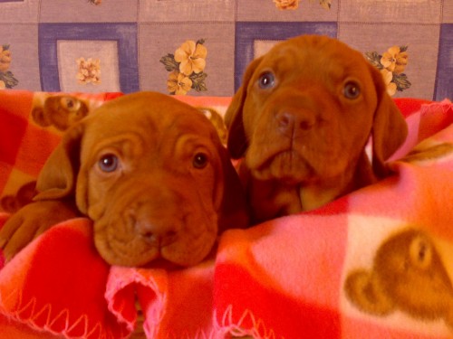 Ma�arsk� oha� kr�tkosrst�