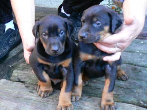 Dobrman - �t���tka