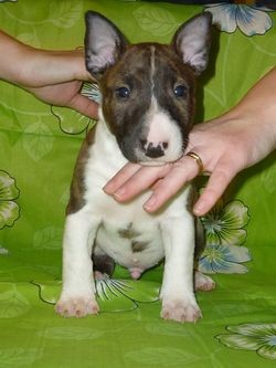 MINIATURN� BULLTERIER