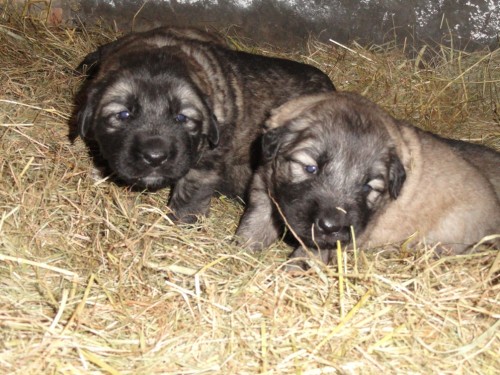 Kavkazsk� pasteveck� pes - �t���tka