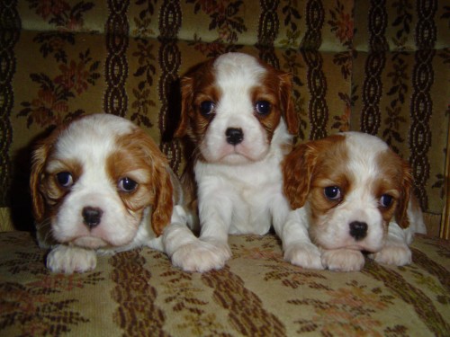 Kaval�r k. Ch.�pan�l