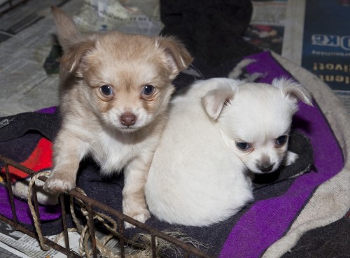 �ivava dlouhosrst� bez PP