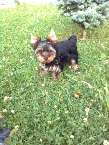 Prod�me �t��ata York��rsk�ho teri�ra s PP