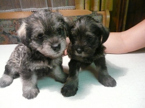 prod�m �t��ata kn�ra�e mal�ho