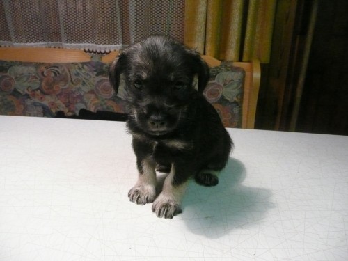 prod�m �t���tko kn�ra�e mal�ho