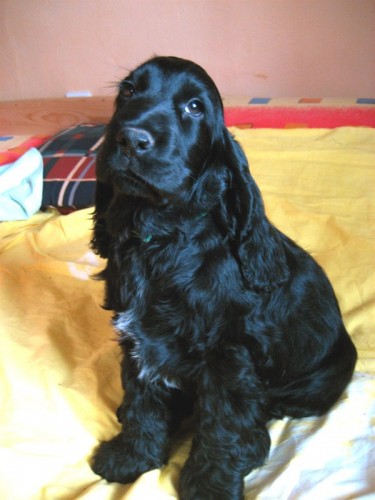 Anglick� kokr�pan�l �t��ata s PP