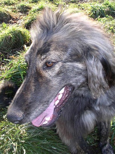 K��enci afg�nsk�ho chrta