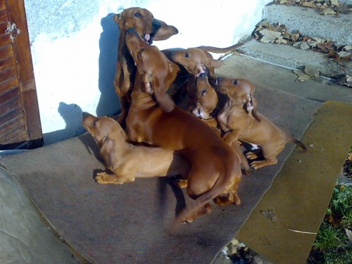 Jezev��k hladkosrst� standart